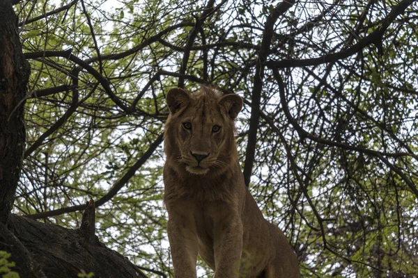 克鲁格国家公园里一只年轻雄狮的特写镜头 — 图库照片