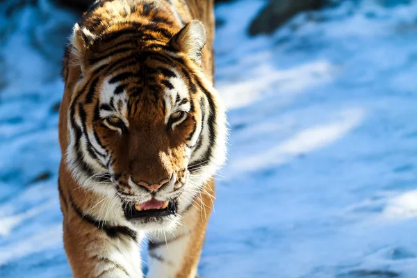 Tigre Zoológico — Fotografia de Stock