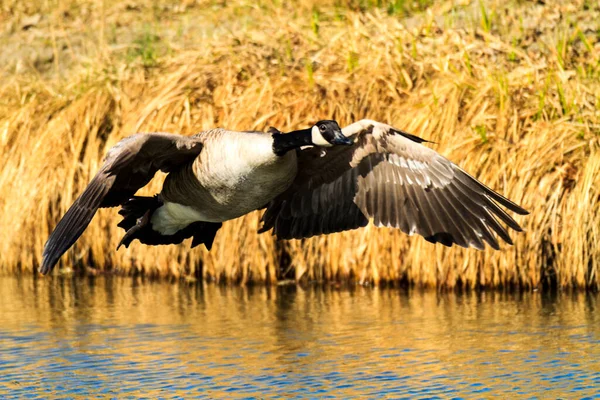 Zwarte Reiger Die Het Water Vliegt — Stockfoto