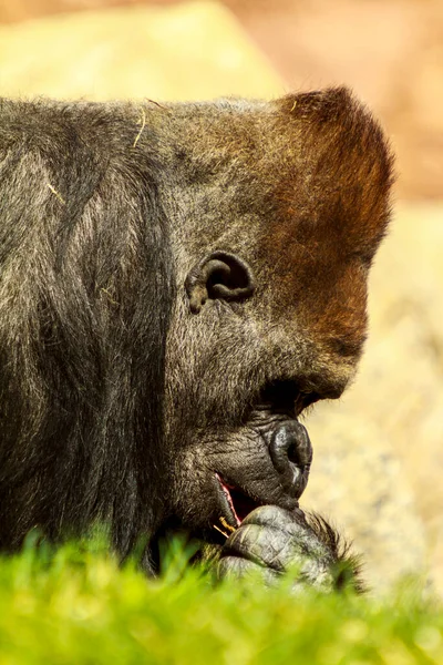 Nahaufnahme Eines Schwarzschwanz Gorillas — Stockfoto