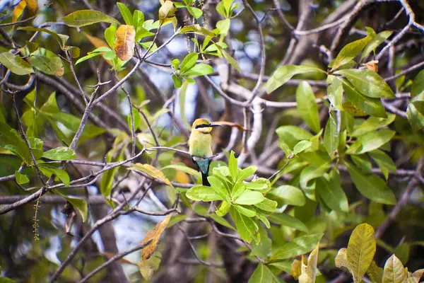緑の葉に隠れている小さなコリブリは — ストック写真