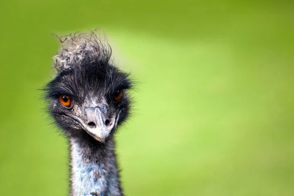 Ostrich Head Portrait Profile View — Stock Photo, Image