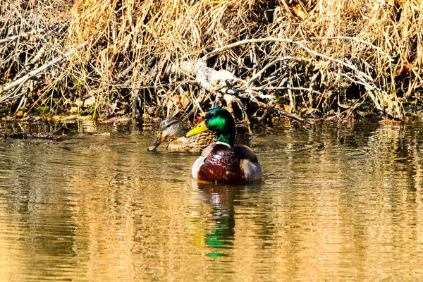 Canard Dans Eau — Photo