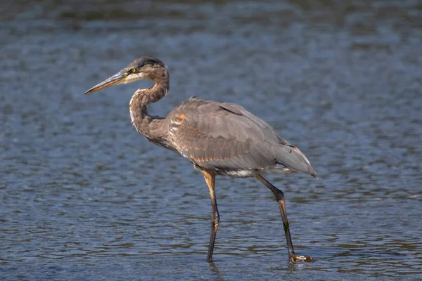 Stor Egret Ardea Alba Vattnet — Stockfoto