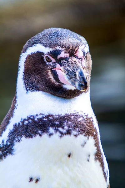 Крупным Планом Пингвина Зоопарке — стоковое фото