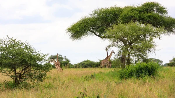 Beau Cliché Une Girafe Dans Savane Kenya — Photo