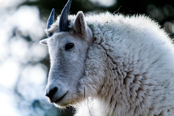 Een Close Shot Van Een Witte Alpaca — Stockfoto