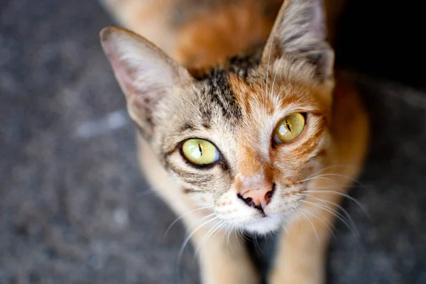 Närbild Katt — Stockfoto