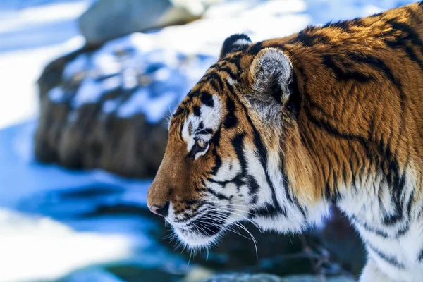Κοντά Μια Τίγρη Στο Ζωολογικό Κήπο — Φωτογραφία Αρχείου