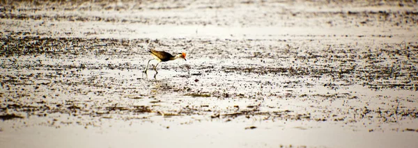 Een Vogel Loopt Het Strand — Stockfoto