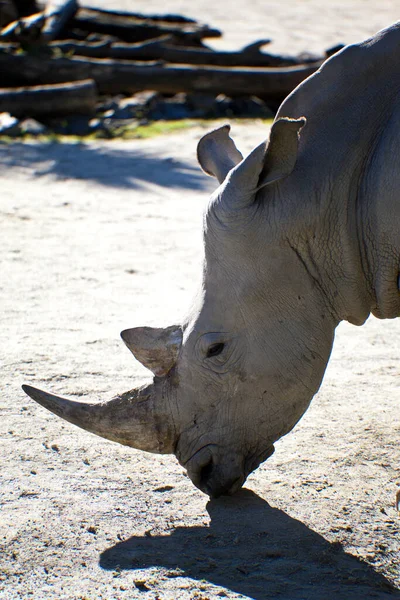 Tiro Close Rinoceronte Branco Zoológico — Fotografia de Stock