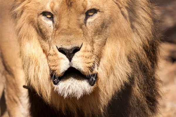 Close Male Lion — Stock Photo, Image