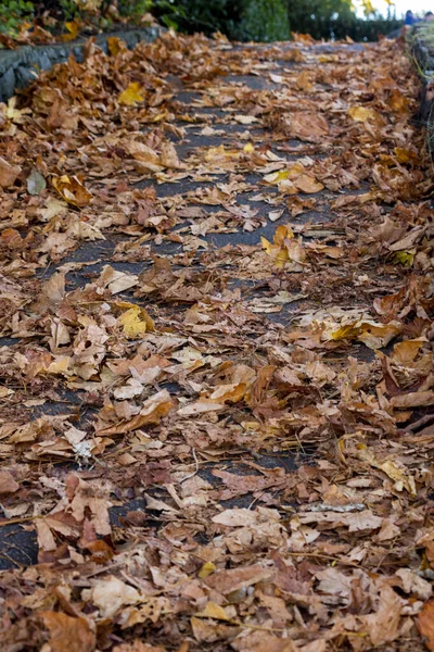 Podzimní Spadané Listí Parku — Stock fotografie