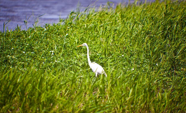 Bird Grass — Stock Photo, Image