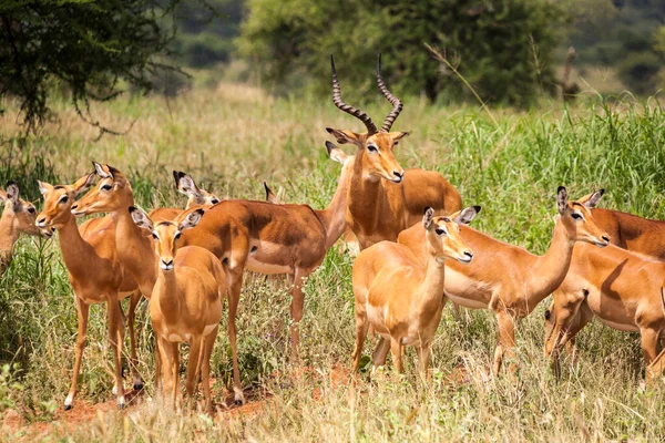 Gruppo Animali Selvatici Nella Savana — Foto Stock