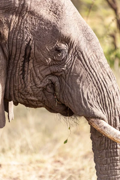 Elefante Africano Loxodonta Africana Vida Silvestre — Foto de Stock