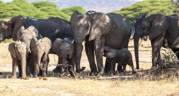 Elephants Savannah Kenya — Stock Photo, Image