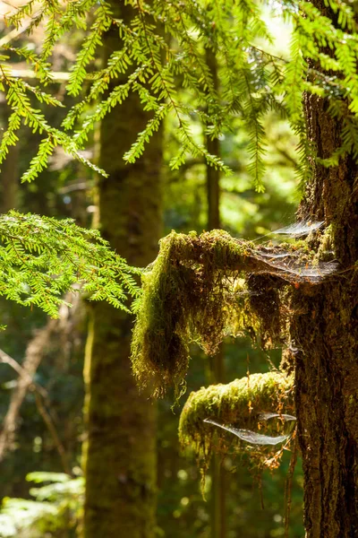 Muschio Verde Nel Bosco — Foto Stock