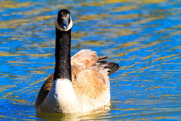 Kanadská Husa Cygnus Olor Černá Bílá — Stock fotografie