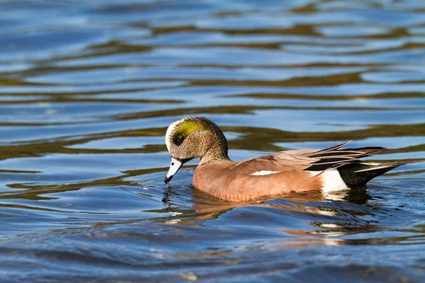Closeup Duck Swimming Water — 图库照片