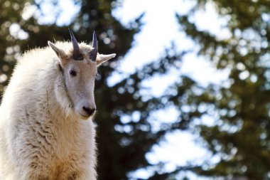Yeşil arka planda beyaz keçi