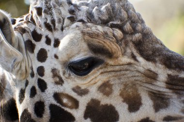 Bir zürafaya yaklaş.