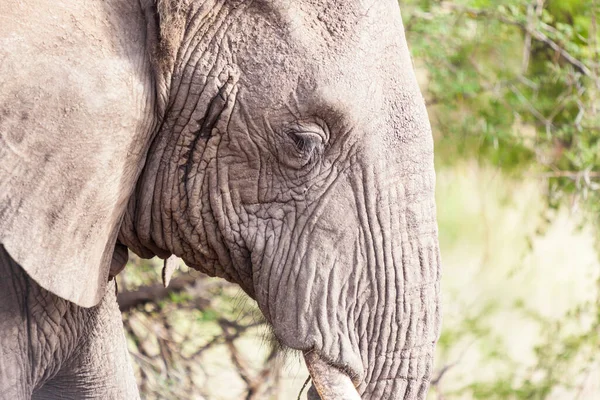 Close Large African Elphant — стоковое фото