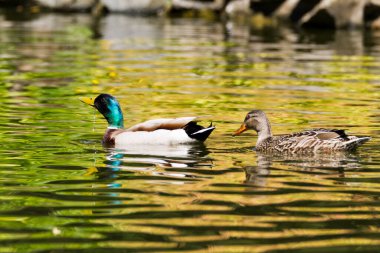 Ördekler suda yüzer.