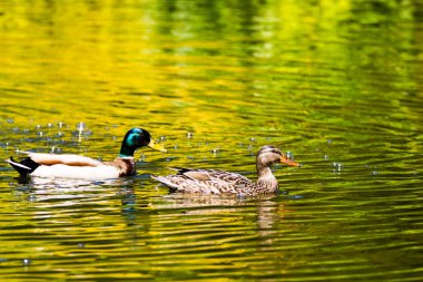 Ördek suda yüzüyor.