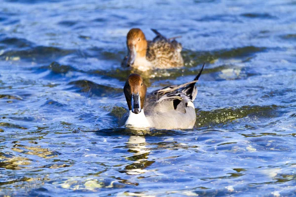 Een Paar Eenden Die Het Water Zwemmen — Stockfoto