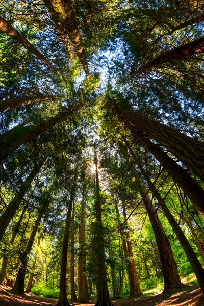 Bella Vista Sulla Foresta Mattino — Foto Stock