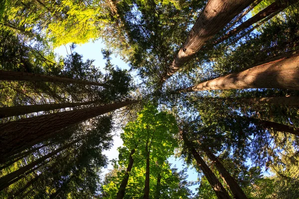 Bella Vista Sulla Foresta Mattino — Foto Stock