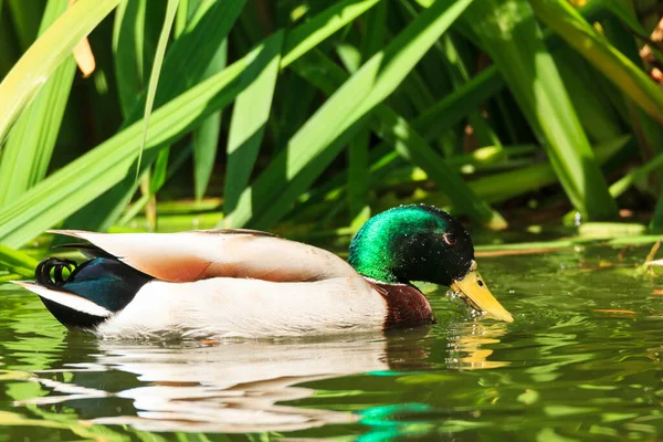 Canard Dans Eau — Photo