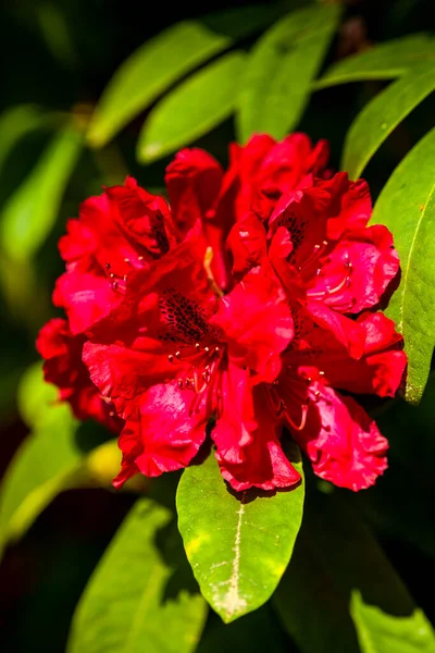 Beautiful Bright Flower Growing Garden Summer Sunny Day — Stock Photo, Image