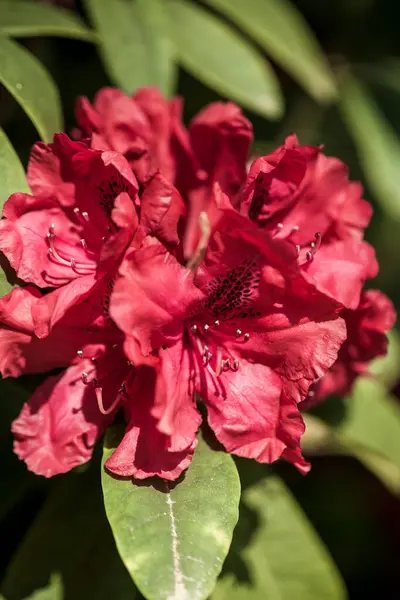 Gros Plan Belle Fleur Fleurs — Photo