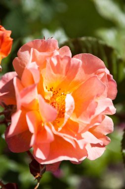 Bahçedeki güzel gül çiçeği