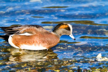 Doğadaki güzel kuşun manzarası
