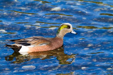 Göldeki yaban ördeği