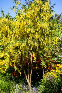 Sarı yapraklı güzel sonbahar manzarası