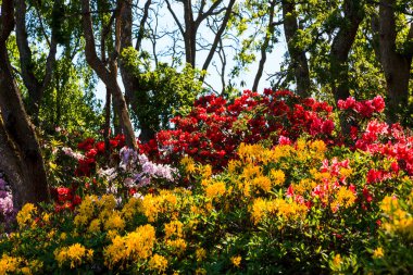 colorful flowers growing at garden