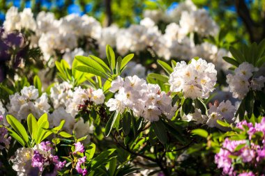 Bahçedeki elma ağacının güzel beyaz çiçekleri