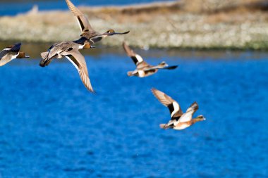 Martılar denizde uçuyor.