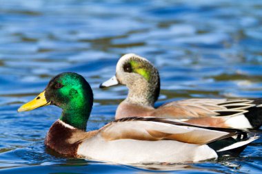 Ördek suda yüzüyor.