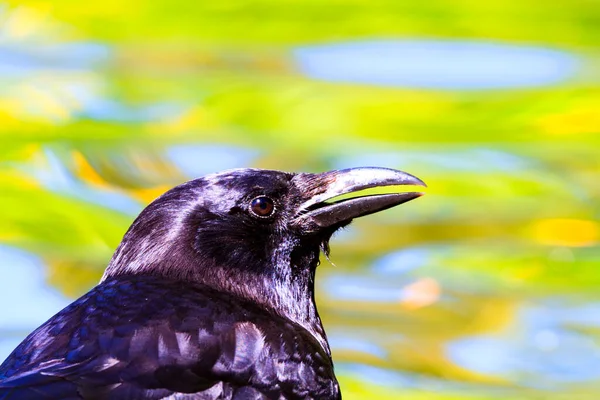 Cuervo Negro Una Rama Árbol —  Fotos de Stock