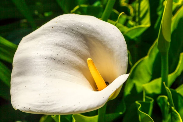 Gros Plan Une Fleur Lys Blanc — Photo