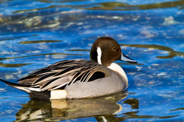 Pato Nadando Agua —  Fotos de Stock