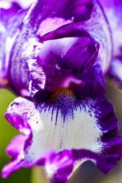 Mooie Paarse Irisbloem Tuin — Stockfoto