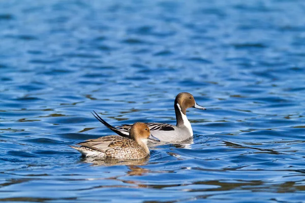 Een Paar Eenden Die Het Water Zwemmen — Stockfoto