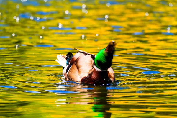 Mooie Eend Het Water — Stockfoto