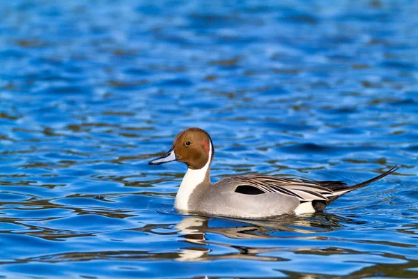 Primer Plano Hermoso Ánade Real Nadando Agua —  Fotos de Stock